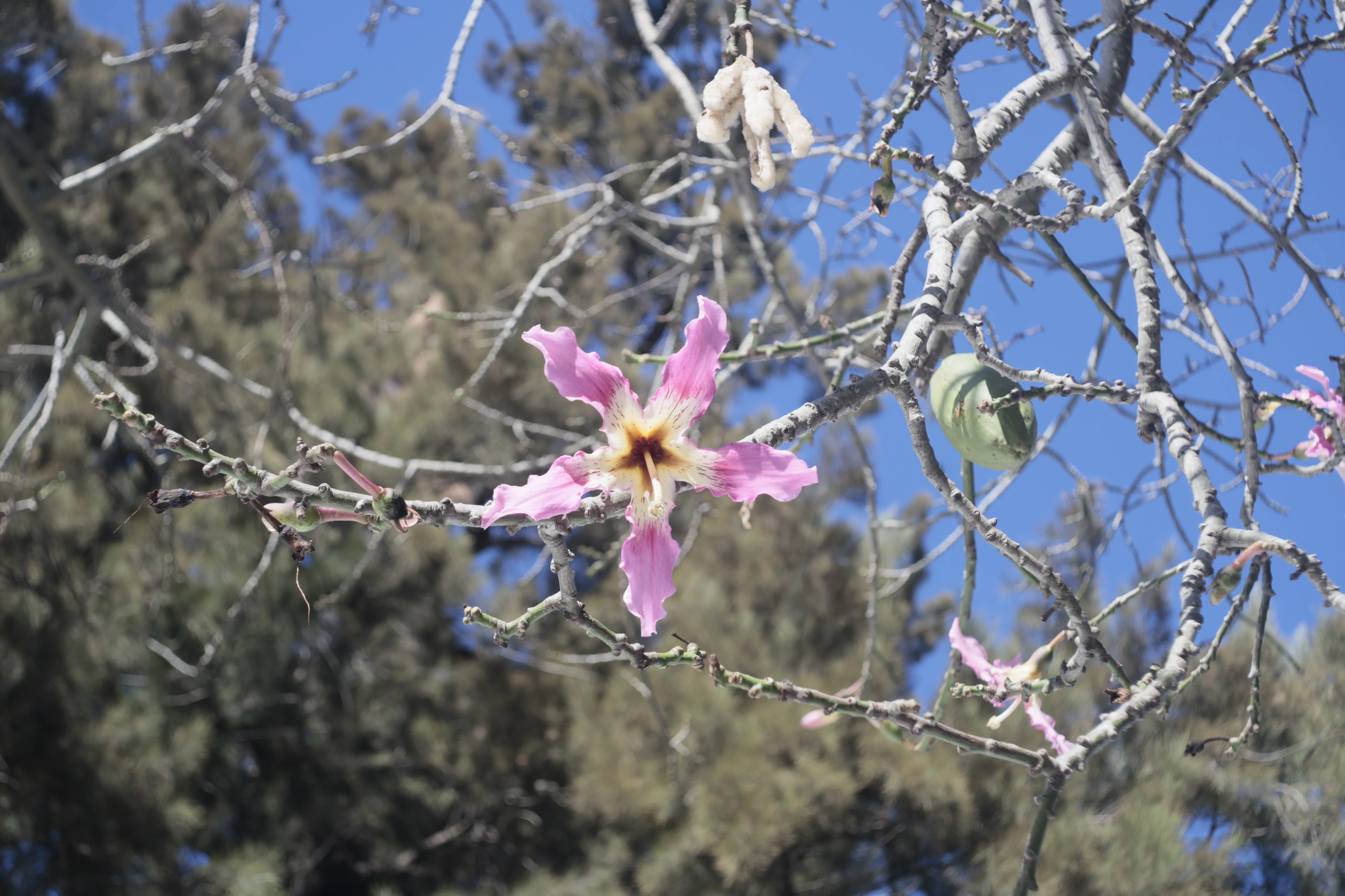 Meyer-Optik Görlitz Primagon 35mm f4.5 (M42) - _I4A0986.webp